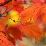 在线A毛片免费视频观看 f3ltt