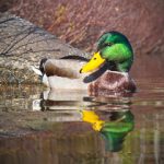 伊人久在线观看视频 f62ey