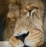 黄色特大片 n9tku76y