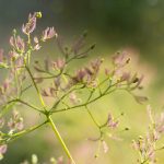 日韩中文字幕无码一区二区三区 wft0hs7qc