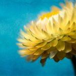 在线va无卡无码免费 zp1why9w