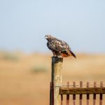 小蓝gv全球最好的钙片:提升骨骼健康的理想选择与使用指南 8xicfznnti