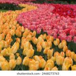 探索星巴克官网:发现咖啡文化与最新优惠 5r9tanv62